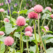 Image result for Kugelamarant