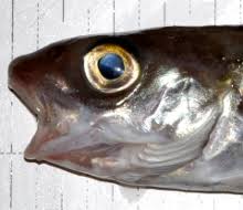 Image result for Melanogrammus aeglefinus