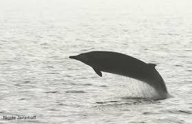 Image result for Mesoplodon bidens