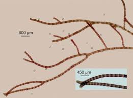 Attēlu rezultāti vaicājumam “Ceramium sp.”