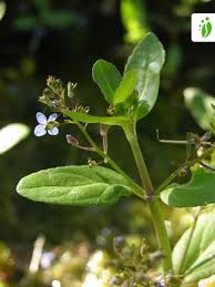 Attēlu rezultāti vaicājumam “Veronica beccabunga leaf”