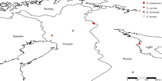 Attēlu rezultāti vaicājumam “Phronia sp.”