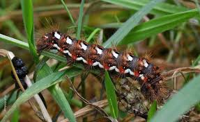 Attēlu rezultāti vaicājumam “Acronicta rumicis larva”