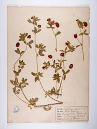 Attēlu rezultāti vaicājumam “Trifolium aureum”