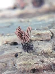 Attēlu rezultāti vaicājumam “Stemonitis splendens stalked”