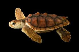 Image result for Caretta caretta