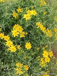 Attēlu rezultāti vaicājumam “Tagetes”