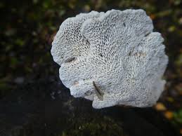 Attēlu rezultāti vaicājumam “Datronia mollis”