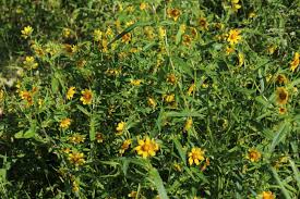 Attēlu rezultāti vaicājumam “Bidens cernua flower”
