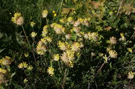 Attēlu rezultāti vaicājumam “Anthyllis arenaria”