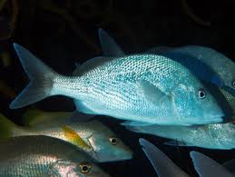 Image result for Haemulon album