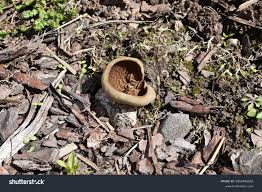 Attēlu rezultāti vaicājumam “Disciotis venosa”