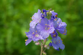 Attēlu rezultāti vaicājumam “Polemonium caeruleum flower”