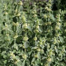 Image result for Marrubium vulgare