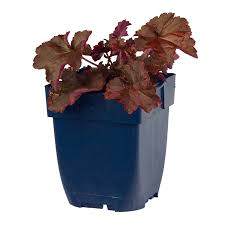Image result for HEUCHERA americana 'Palace Purple Auslese'