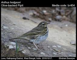 Image result for Anthus hodgsoni