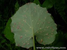 Attēlu rezultāti vaicājumam “Puccinia poarum”