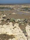 The chalk layer is composed of calcium carbonate from the remains of - via Daymix