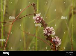 Attēlu rezultāti vaicājumam “Cuscuta epithymum subsp. trifolii flower”