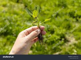 Attēlu rezultāti vaicājumam “Atriplex patula leaf”