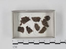 Attēlu rezultāti vaicājumam “Didymium sp.”