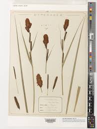 Attēlu rezultāti vaicājumam “Carex acutiformis flower”