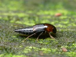 Attēlu rezultāti vaicājumam “Tachyporus sp.”