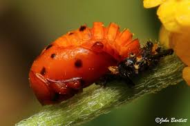 Attēlu rezultāti vaicājumam “Coccinella septempunctata imago”