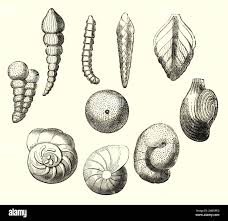 Attēlu rezultāti vaicājumam “Mollusca”