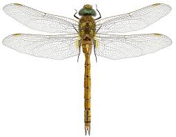 Attēlu rezultāti vaicājumam “Aeshna isoceles”