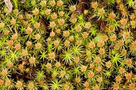 Attēlu rezultāti vaicājumam “Polytrichum juniperinum sporophyte”