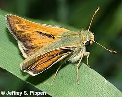 Attēlu rezultāti vaicājumam “Hesperia comma male”