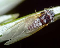 Attēlu rezultāti vaicājumam “Adelges laricis nymph”