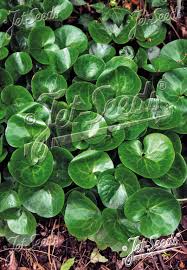 Attēlu rezultāti vaicājumam “Asarum europaeum”