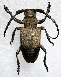 Attēlu rezultāti vaicājumam “Lamia textor”