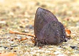 Attēlu rezultāti vaicājumam “Theclinae”