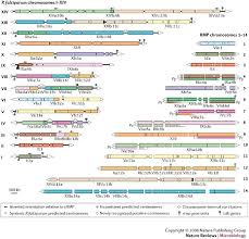 Attēlu rezultāti vaicājumam “Diderma cingulatum plasmodium”