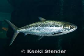 Image result for Chanos chanos