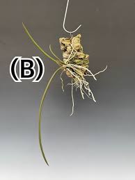 Attēlu rezultāti vaicājumam “Trichia ambigua stalked”