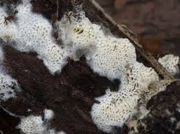 Attēlu rezultāti vaicājumam “Ceriporia”