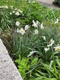 Attēlu rezultāti vaicājumam “Narcissus poeticus”