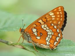 Attēlu rezultāti vaicājumam “Euphydryas maturna pupa”