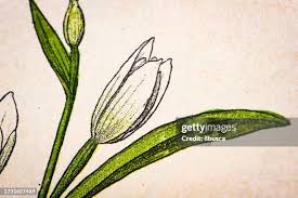 Attēlu rezultāti vaicājumam “Cephalanthera rubra bud”