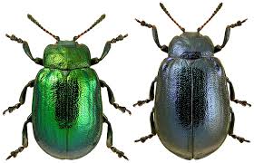 Attēlu rezultāti vaicājumam “Linaeidea aenea”