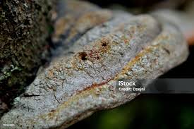 Attēlu rezultāti vaicājumam “Phellinus tremulae”