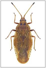 Attēlu rezultāti vaicājumam “Physatocheila smreczynskii”