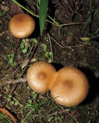 Attēlu rezultāti vaicājumam “Psathyrella lacrymabunda”