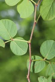 Attēlu rezultāti vaicājumam “Trichia flavicoma stalked”