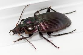 Attēlu rezultāti vaicājumam “Poecilus versicolor”