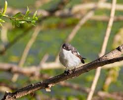 Attēlu rezultāti vaicājumam “Ficedula hypoleuca male”